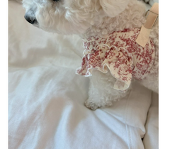 뜨왈드주이 하네스 + 리드줄 셋트 강아지옷